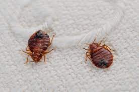 Bed bugs need a blood meal to live, to grow, and to reproduce. Top 10 Myths About Bedbugs Scientific American