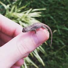 A Baby Prairie Lizard That I Saved From My Pool Http Ift Tt 2f5zpak Lizard Pool Baby