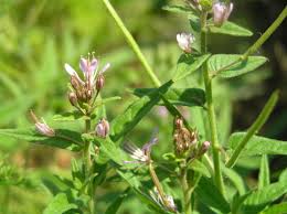 Image result for Cleome monophylla