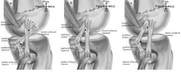 It is the largest joint in the human body. Different Types Of Popliteus Tendon Pt Attachment In The Right Knees Download Scientific Diagram