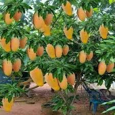 We usually start seeing mangoes in july and they are edible by the end of august. 10 Pcs Bag Mango Seeds Gaint Mango Tree Seeds Bonsai Tree Seed Organic Fruits And Vegetables Seeds Pot For Home Garden Plan Bonsai Fruit Tree Fruit Trees Fruit