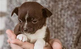 Why Do Chihuahuas Shake So Much Healthy Paws Pet Insurance