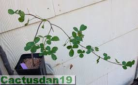Image result for Commiphora pteleifolia