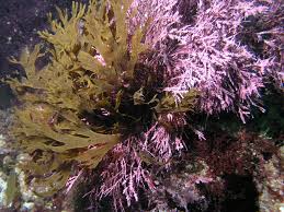 Image result for Dicoma arenaria