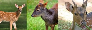 Deer Species Deer Facts And Information