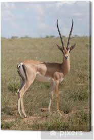 More than one million customers trust gazelle. Grant Gazelle Canvas Print Pixers We Live To Change