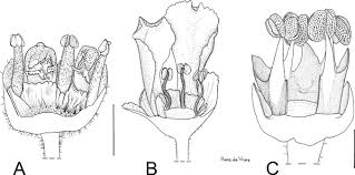 Image result for Crossopetalum mossambicense