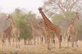 Maybe you would like to learn more about one of these? The Tallest Animal On Earth Is Strangely Overlooked We Are Africa