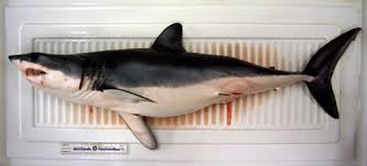 Shortfin Mako Shark Research