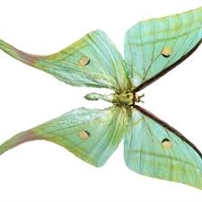 Image result for Actiniopteris dimorpha