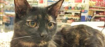 Thanks to the generous donations to toronto cat rescue on #givingtuesday, 100 cats and kittens will have a second chance at a happy life. Welcome To Give Me Shelter Cat Rescue