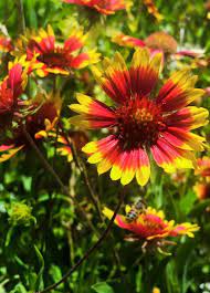 Round rock honey is not a varietal honey, but instead a true wildflower honey. Wildflowers Of Round Rock Texas Round Rock Texas Wild Flowers Round Rock