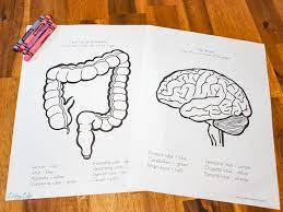 You can easily print or download them at your convenience. Human Body Organs Coloring Pages For Kids