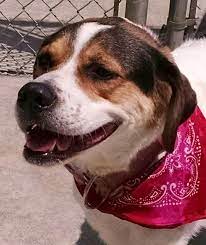 Adopt 03 Felicia Transfered Humane Society On Petfinder Beagle Dog Adoptable Beagle Beagle