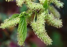Mulberry trees below the mulberry photo section you will find a lot of wonderful facts on mulberry trees, including information about the mulberry tree species, planting information, and much more. Allergy Plants For Dogs Plants Landscaping Plants Pollen Flowers