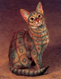 Painted Cats Controversial New Pictures Funny And Cute Animals Crazy Cats Cute Animals Beautiful Cats