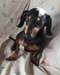 So all you need to provide is the love. 870 Rescue Me Ideas Rescue Dogs Adoption