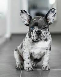 French Bulldog Black And White Blue Eyes Rare French Bulldog Colors In 2020 Bulldog Puppies French Bulldog Puppies Puppies