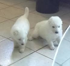 Interested in finding out more about the german shepherd? Akc White German Shepherd Puppies For Sale In Missouri