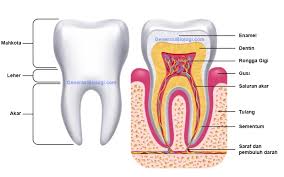 Antara yang berikut, yang manakah struktur gigi herbivor? Struktur Anatomi Fungsi Dan Rumus Gigi Manusia Generasi Biologi