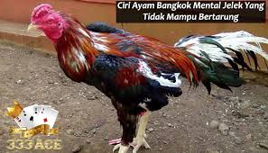 Ciri Ayam Bangkok Mental Jelek Yang Tidak Mampu Bertarung Bangkok Ayam