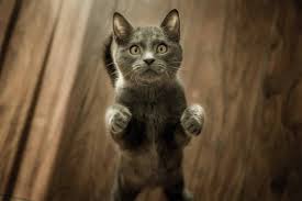 My cat attacks the dog unprovoked. Why Does My Cat Attack Me And No One Else