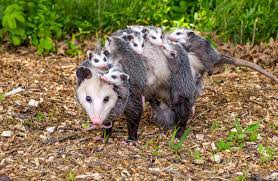 Opossum 2 — opossum, fetischberg, s. Awesome Opossums Missouri Department Of Conservation