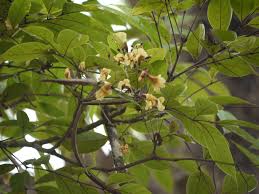 Image result for Stereospermum harmsianum