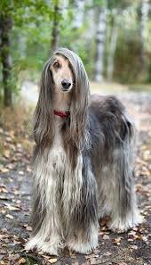 Afghan With Beautifully Hair By Mariana Mikhailova On 500px Beautiful Dogs Dog Breeds Dogs