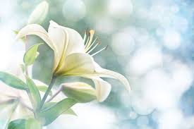 Lilly Flower Meaning White Lily Flower Lilly Flower Flower Meanings