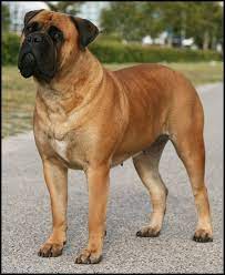 Green Dragon Margot Bull Mastiff Dogs Mastiff Breeds Big Dog Breeds