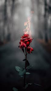 Download and use 40,000+ rose wallpaper stock photos for free. Rose Wallpaper Hd Rose Flower Images For Free For Android Apk Download
