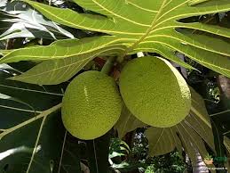 We did not find results for: Bread Fruit Plant For Sale In India