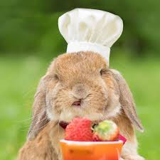 Pin On Bunnies Make Life Better