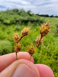 Image result for Carex sp.no.1