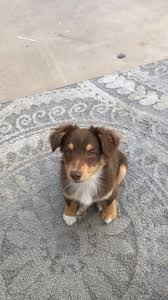 $70 (fashion valley city of san diego ) pic hide this posting restore restore this posting. Welsh Corgi Puppies For Sale St George Ut 312221