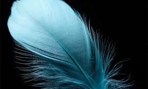 Black feather are also placed in areas that you may wish to protect. Feather Symbolism Meaning Totem Spirit Omens World Birds