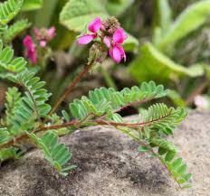Image result for Indigofera ormocarpoides