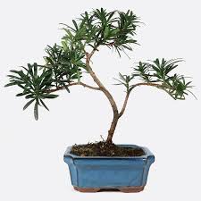 Image result for Podocarpus milanjianus
