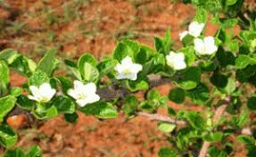 Image result for Catunaregam obovata