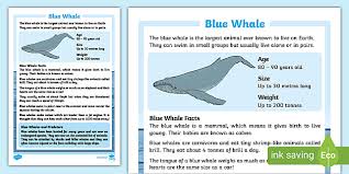 Years ago, it took a long time to write a letter, then find an envelope and go to the post office to buy a stamp and post it. Blue Whale Fact Sheet Display Poster Teacher Made