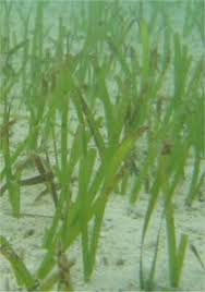 Image result for Cymodocea serrulata