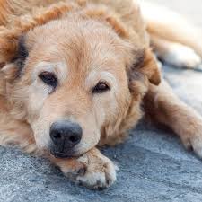 Symptoms of bladder cancer in dogs dogs that are suffering from bladder cancer will be in pain and will exhibit signs of having difficulty urinating. What To Do If Your Dog Is Leaking Urine
