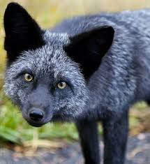Black And Orange Fox Species Silver Black Fox Pet Fox Fox Images Fox Species