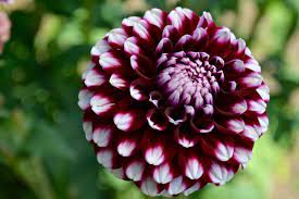How To Grow Dahlias In Oregon Advice From 34 Years Of Experience Oregonlive Com
