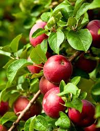 Green thumb nursery and landscaping located in beaumont, texas not only provides innovative landscaping, but they also have the best. Seasonal Nursery Plants Westview Nursery Landscaping