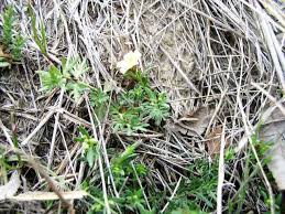 Image result for Menodora heterophylla