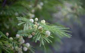 Image result for Stolzia williamsonii