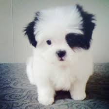 All Good Things Are Wild And Free Cute Animals Cute Dogs Baby Animals