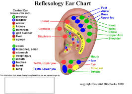 14 Logical Reflexology Chart Of The Ear